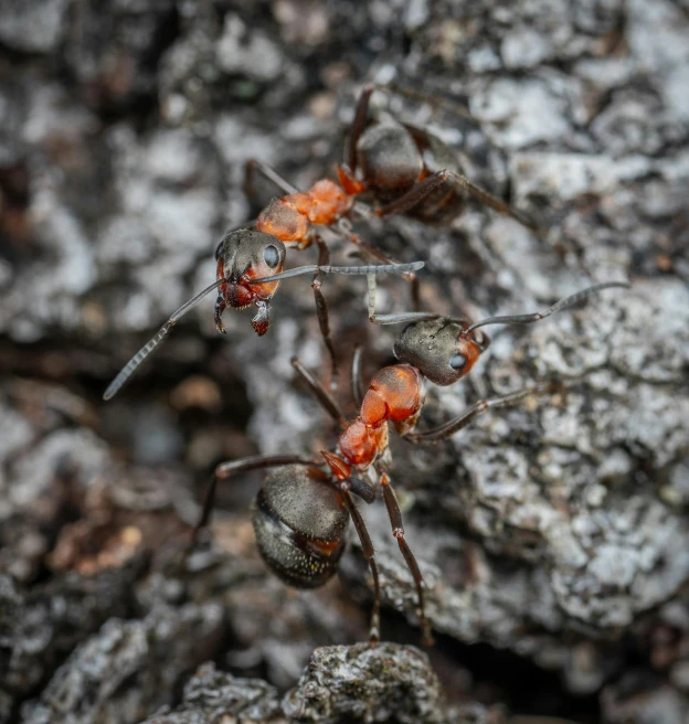 a couple of ants that are standing in the dirt, a macro photograph, pexels contest winner, figuration libre, dark grey and orange colours, high-angle, macro photography 8k, standing on rocky ground