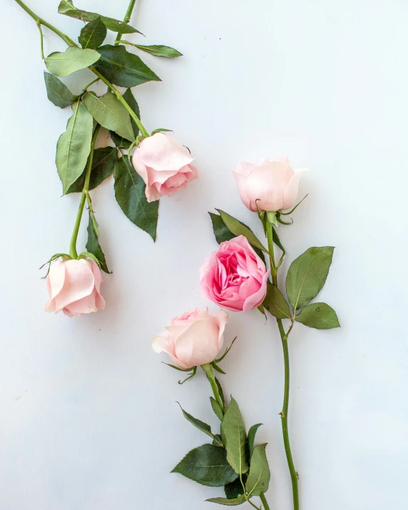 a couple of pink roses sitting on top of a white table