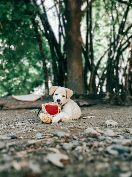 a dog that is laying down with a teddy bear, by Julia Pishtar, unsplash, sitting under a tree, small heart - shaped face, holding a stuff, on an island