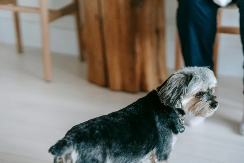 a small dog standing on top of a wooden floor, by Emma Andijewska, pexels contest winner, background image, two buddies sitting in a room, zoomed in shots, yorkshire terrier