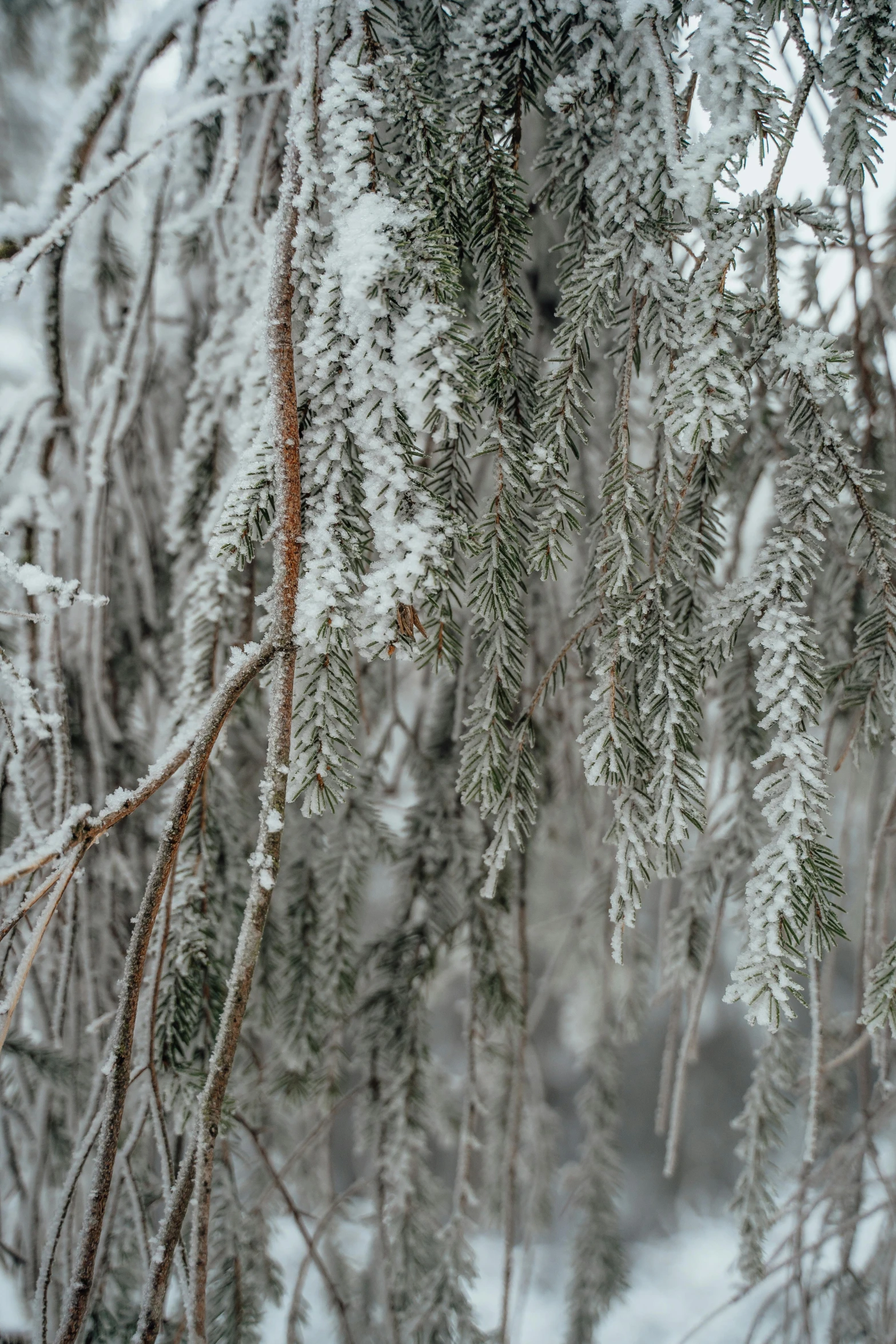 a close up of a branch of a tree covered in snow, a portrait, inspired by Patrick Dougherty, trending on unsplash, paul barson, weeping willows, lapland, high resolution photo