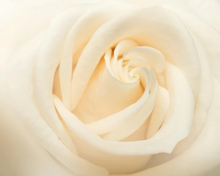 a close up of a white rose flower, a macro photograph, by Carey Morris, trending on unsplash, romanticism, smooth porcelain skin, rose background, detailed photo 8 k, white spiral horns