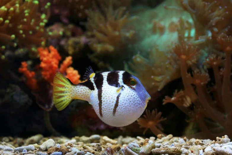 a close up of a fish in an aquarium, square, rafeal albuquerque, 4 2 0, a cozy