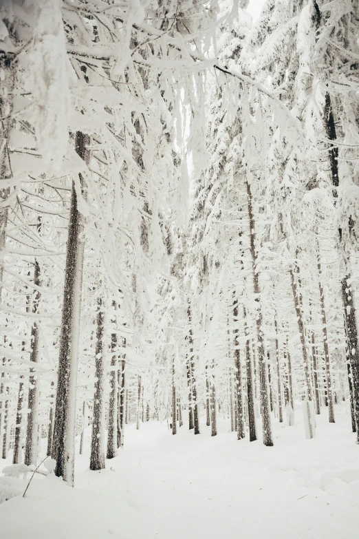 a man riding a snowboard down a snow covered slope, a photo, inspired by Pierre Pellegrini, pexels contest winner, baroque, forest. white trees, color”, silver，ivory, photograph ”