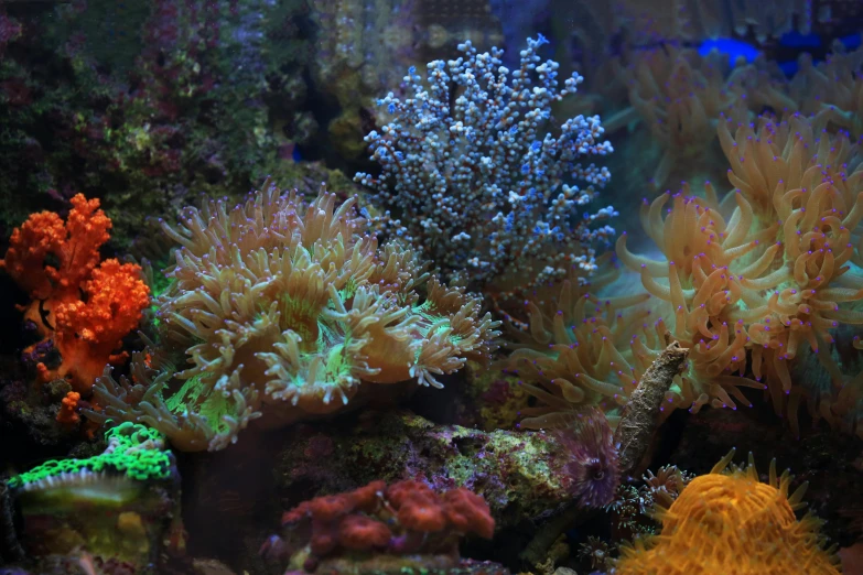 a fish tank filled with lots of different colored corals, header text”, hazy, 🦩🪐🐞👩🏻🦳, beautifully lit