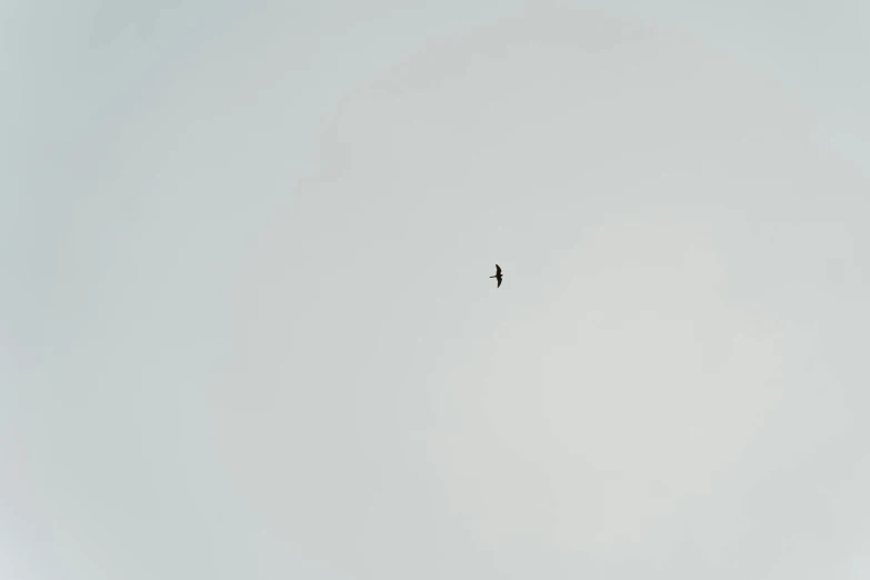 a bird that is flying in the sky, by Attila Meszlenyi, minimalism, white space in middle, medium format. soft light, falcon, 'lone dark figure'!!