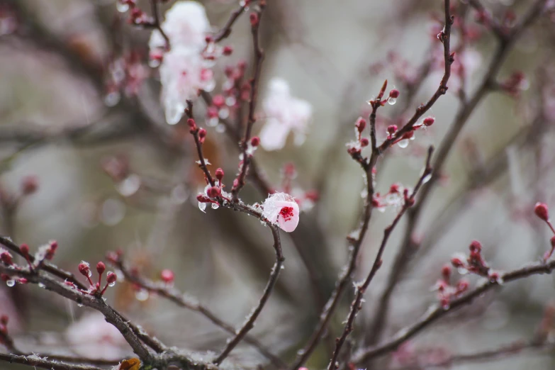 a bird sitting on top of a branch of a tree, inspired by Elsa Bleda, trending on unsplash, flower buds, covered in water drops, manuka, lush sakura