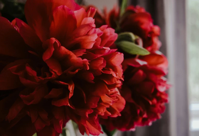 a vase filled with red flowers next to a window, pexels contest winner, black peonies, profile close-up view, high angle close up shot, red velvet