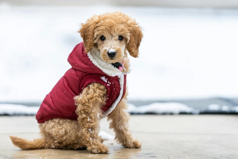 a small brown dog wearing a red jacket, unsplash, curly haired, frosty, wearing a vest, maroon and white