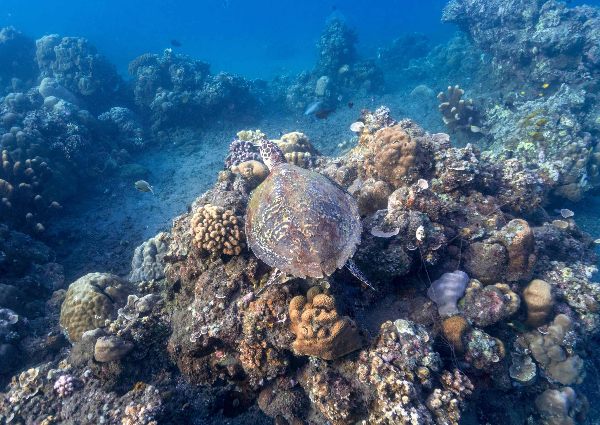 a turtle sitting on top of a coral reef, coral-like pebbles, under water, covered in coral, grey