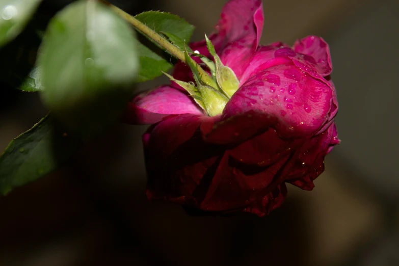 a close up of a flower with water droplets on it, inspired by Jacopo Bassano, unsplash, romanticism, paul barson, small red roses, magenta, as photograph