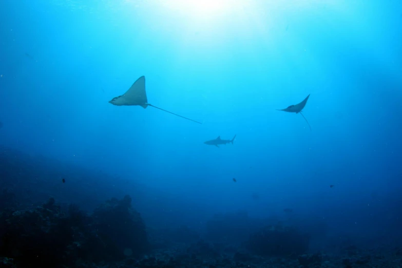 a couple of fish that are swimming in the water, by Carey Morris, pexels contest winner, sumatraism, volumeric ghostly rays, large creatures in distance, scuba diving, syd