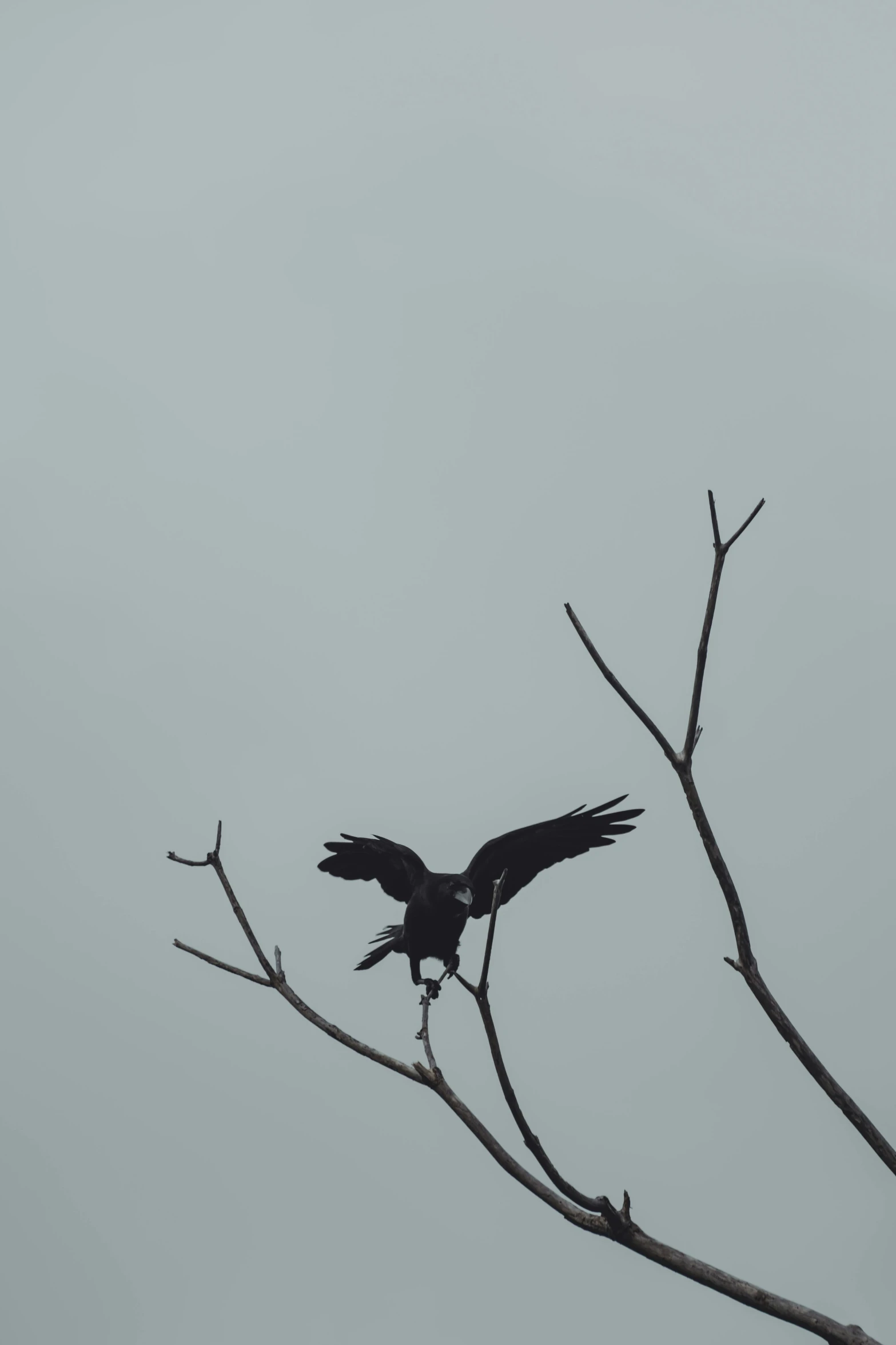 a black bird sitting on top of a tree branch, an album cover, inspired by Gonzalo Endara Crow, unsplash, arms stretched wide, overcast, wings, acrobatic