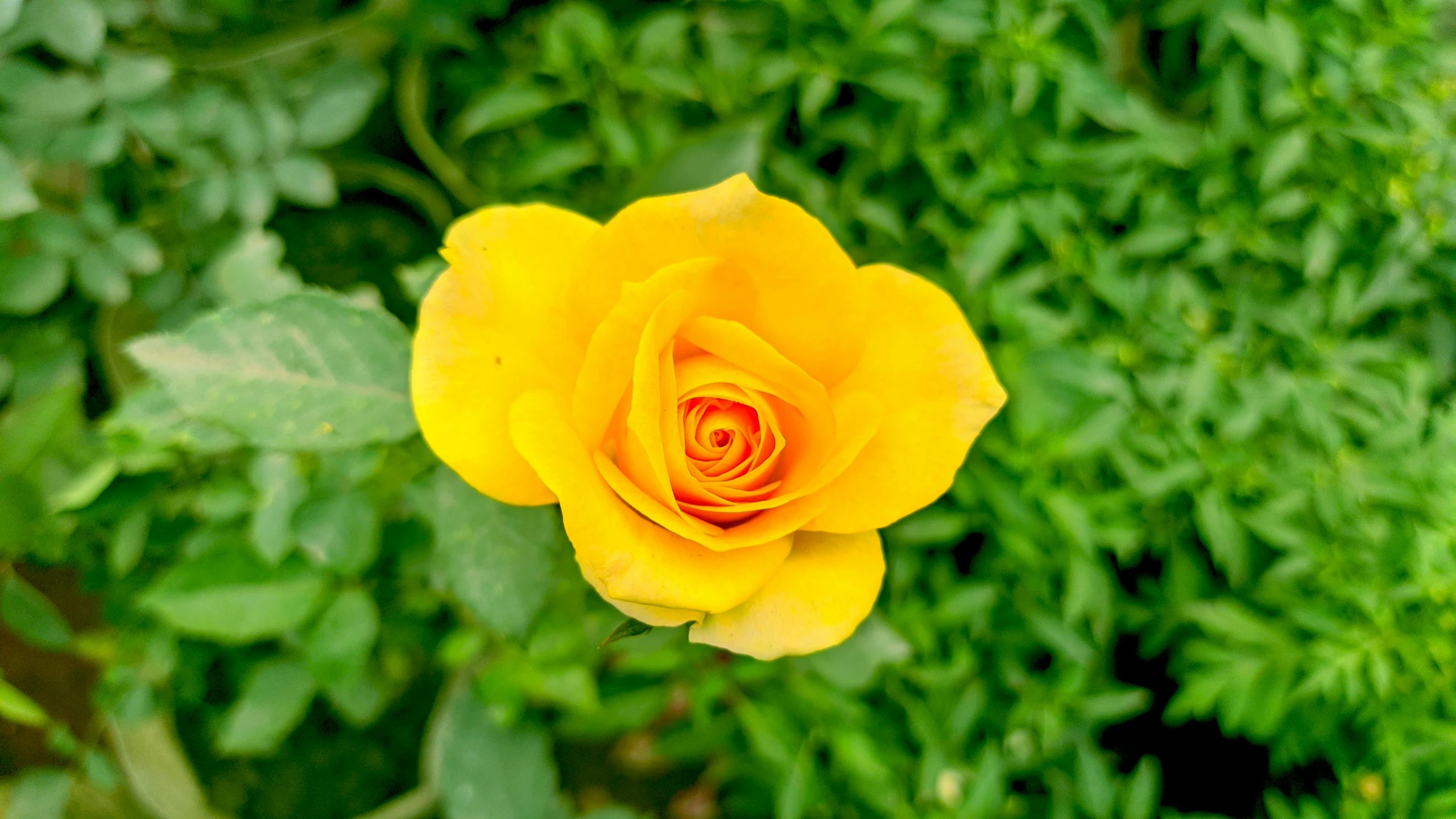 a yellow rose with green leaves in the background, color ( sony a 7 r iv, caroline foster, petite, highly detailed -