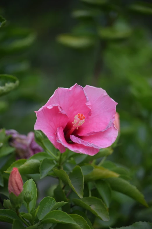 a close up of a pink flower with green leaves, hibiscus flowers, vicious snapping alligator plant, square, single