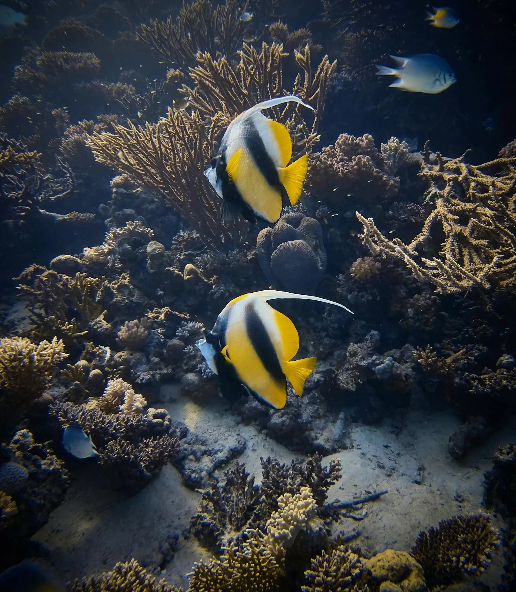 a couple of fish that are swimming in the water, by Tom Wänerstrand, pexels contest winner, hurufiyya, in egypt, sea butterflies, deep colour\'s, 🦩🪐🐞👩🏻🦳