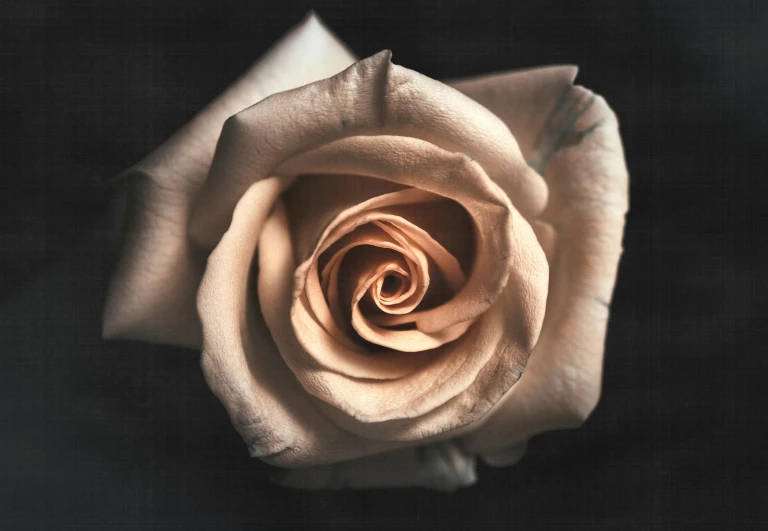 a close up of a rose on a black background, an album cover, pexels contest winner, hyperrealism, white skin color, in shades of peach, beige and dark atmosphere, instagram picture