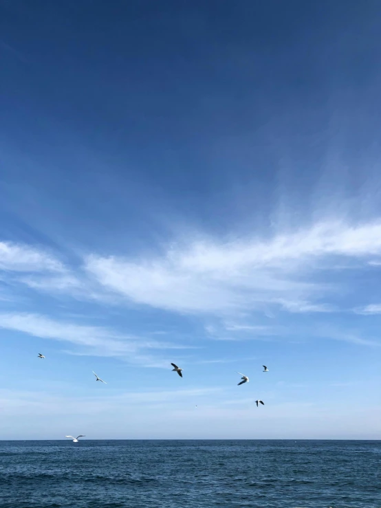 a flock of birds flying over the ocean, unsplash, big blue sky, shot with iphone 1 0, today\'s featured photograph 4k, oceanside