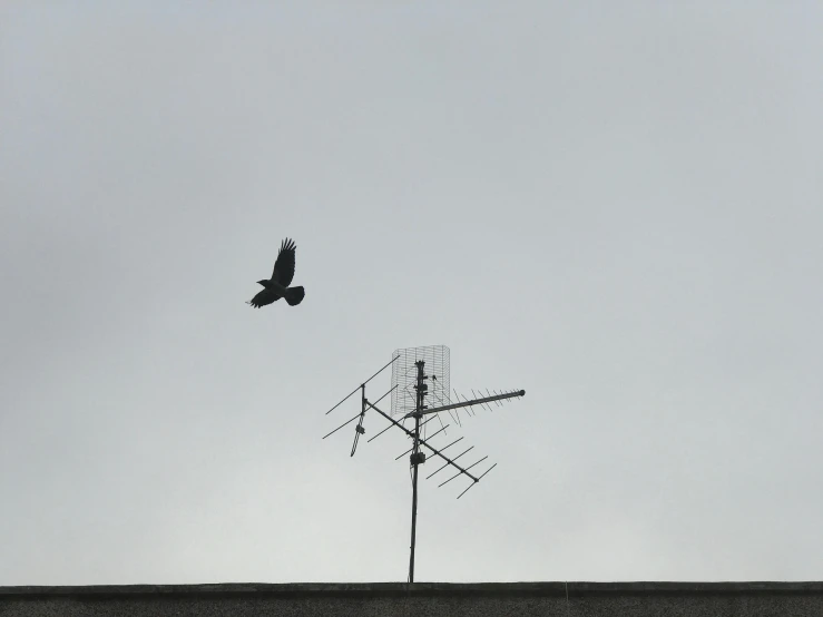 a bird flying over an antenna on top of a building, postminimalism, overcast!!!, photo taken with an iphone, hawk, uploaded