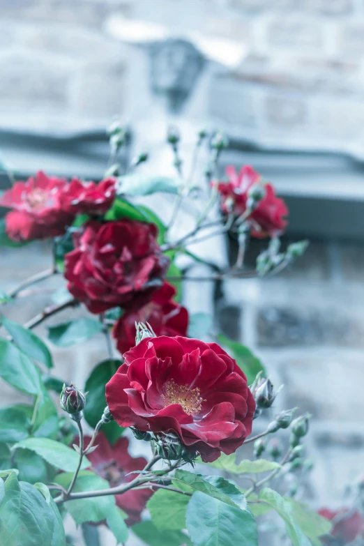 a bunch of red flowers in front of a building, a still life, inspired by Hubert Robert, unsplash, thorns, grey, rose, low detailed