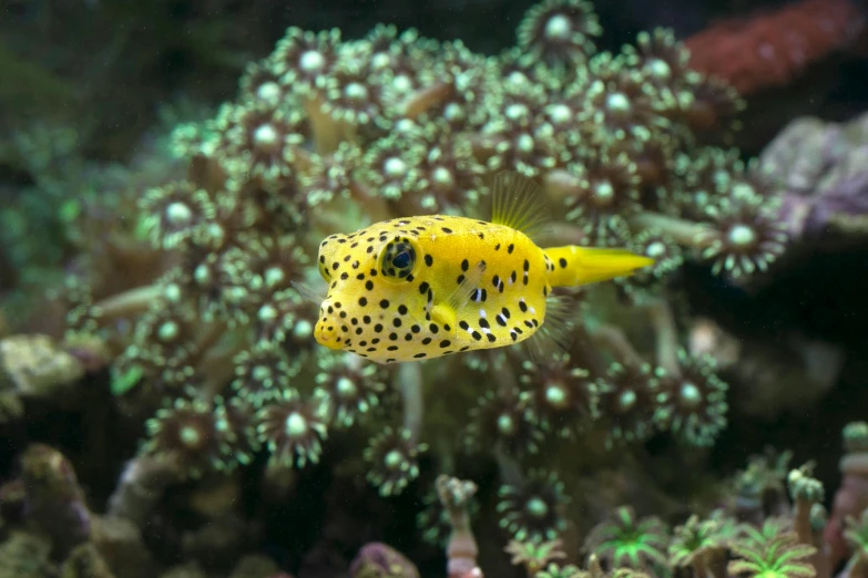 a yellow and black fish in an aquarium, pexels, hurufiyya, covered in coral and barnacles, spotted, screensaver, iu