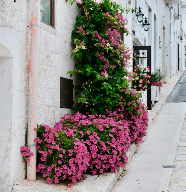 a bunch of pink flowers growing on the side of a building, pexels contest winner, apulia, sloped street, flowerbeds, john pawson