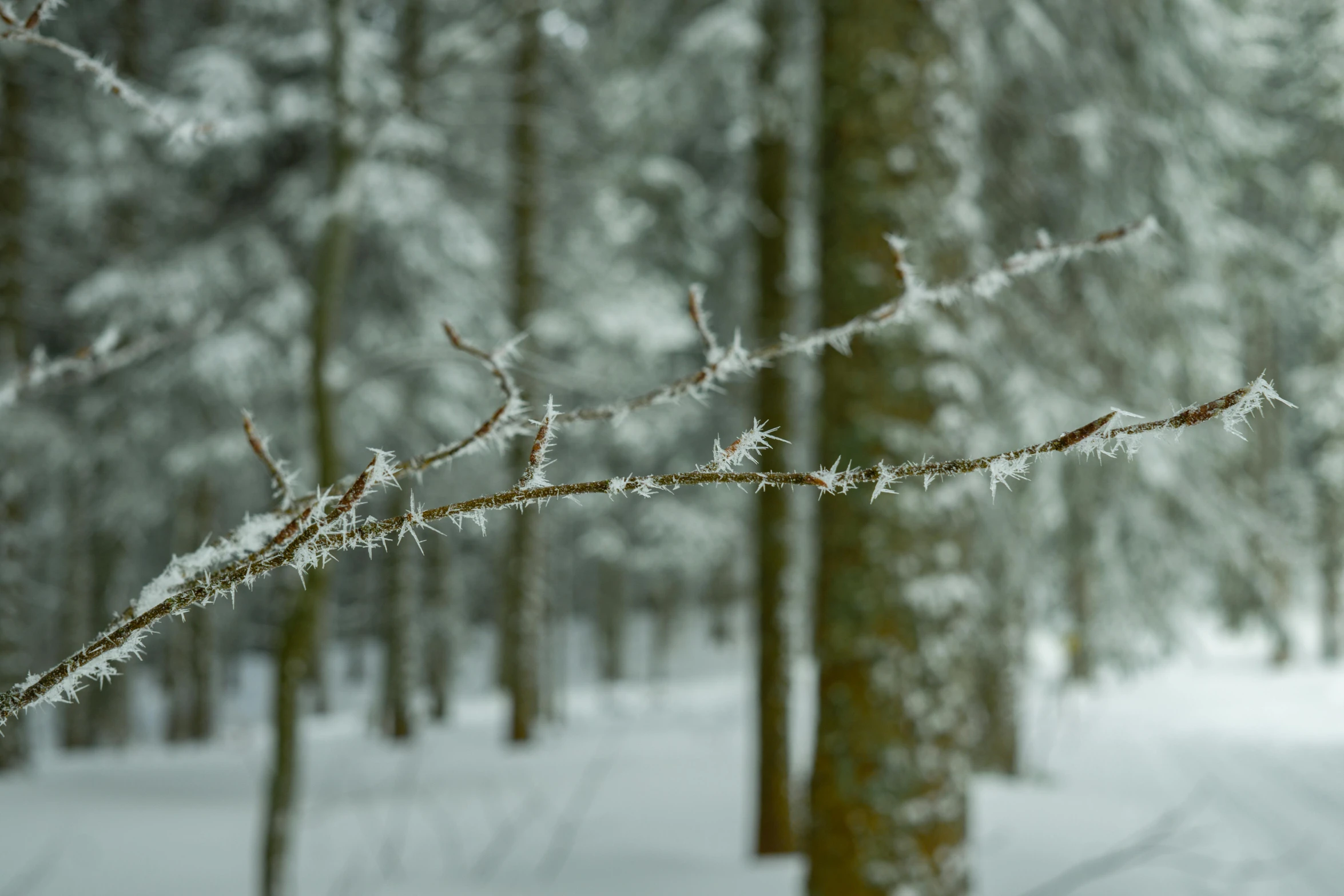 a snow covered forest filled with lots of trees, inspired by Arthur Burdett Frost, pexels contest winner, wood branch moss plants, minimal. sharp focus, paul barson, thorns