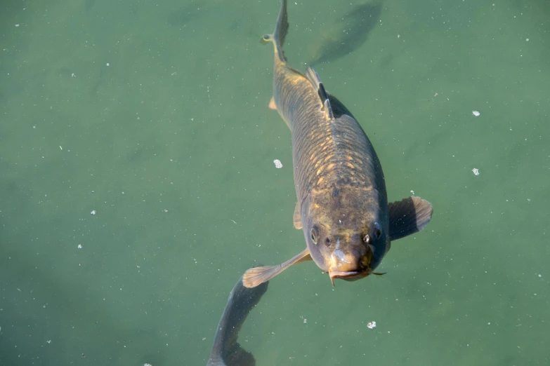 a fish that is swimming in some water, in the middle of a lake, burly, taking from above, ready to eat