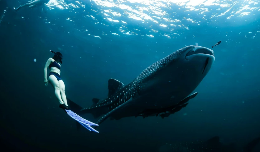 a woman swimming next to a whale in the ocean, by Will Ellis, pexels contest winner, underwater with coral and fish, blue shark, profile image, 8 k hi - res