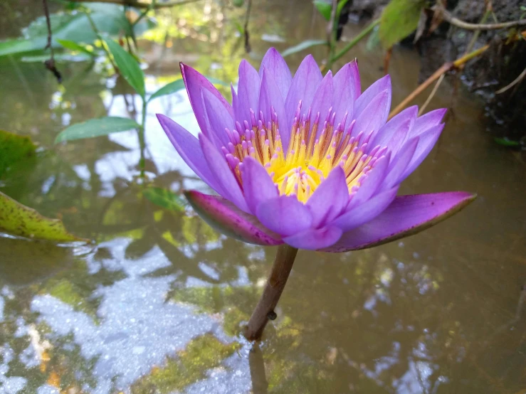 a purple flower sitting on top of a body of water, hurufiyya, in the jungle. bloom, medium wide front shot, bangkok, 🦩🪐🐞👩🏻🦳