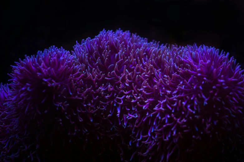 a close up of a plant with purple flowers, a macro photograph, by Adam Marczyński, coral underwater colorful, dark blue neon light, high resolution ultradetailed, shot with sony alpha