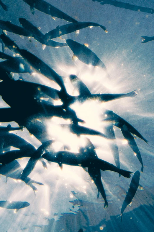 a large group of fish swimming in the ocean, an album cover, unsplash, precisionism, shafts of light, grainy quality, taken in 1 9 9 7, shadowy creatures