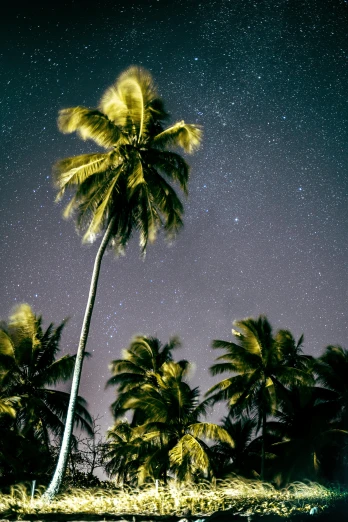 a group of palm trees sitting on top of a lush green field, by Peter Churcher, trending on unsplash, the night sky is a sea, coconuts, tiny stars, polinesian style