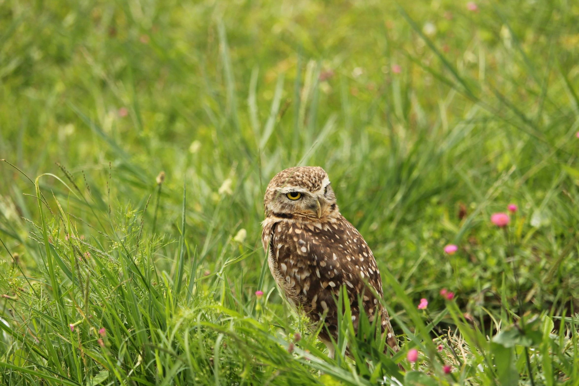 a small owl standing on top of a lush green field, birds are all over the ground, photo”, avatar image