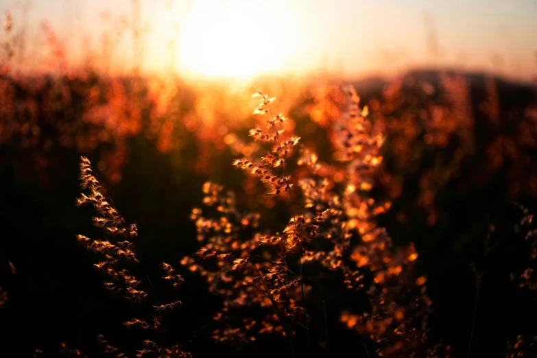 a field of grass with the sun setting in the background, pexels contest winner, light red and orange mood, light bloom sunlight, gold, instagram post