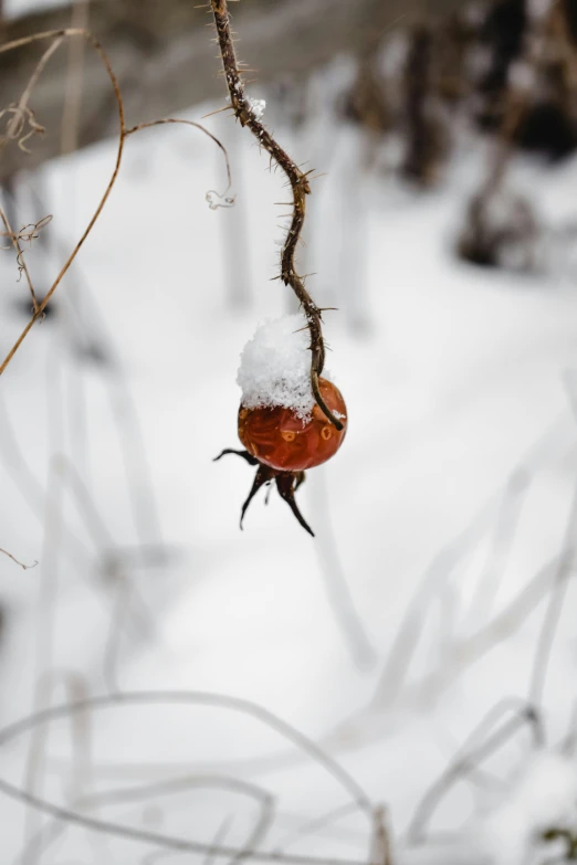 a close up of a plant with snow on it, by Sven Erixson, eating rotting fruit, hanging, centered shot, high quality photo