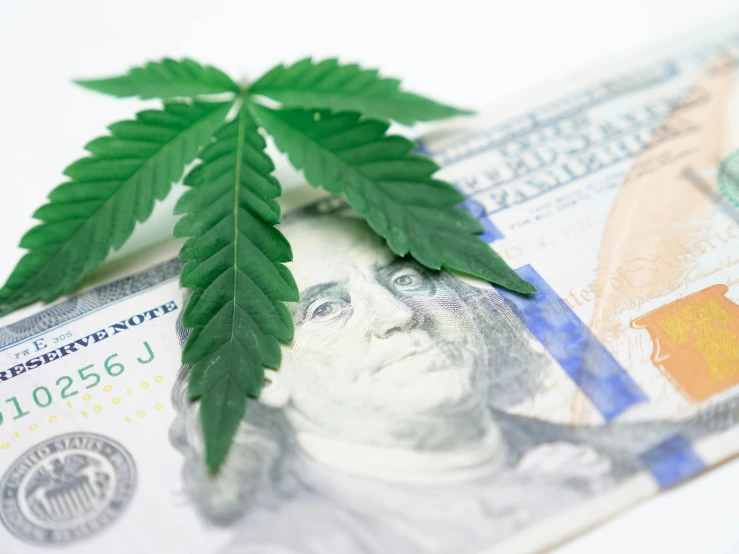 a marijuana leaf sitting on top of a hundred dollar bill, a portrait, by Whitney Sherman, pexels, 🎨🖌️, 2717433015, low view, high quality photo