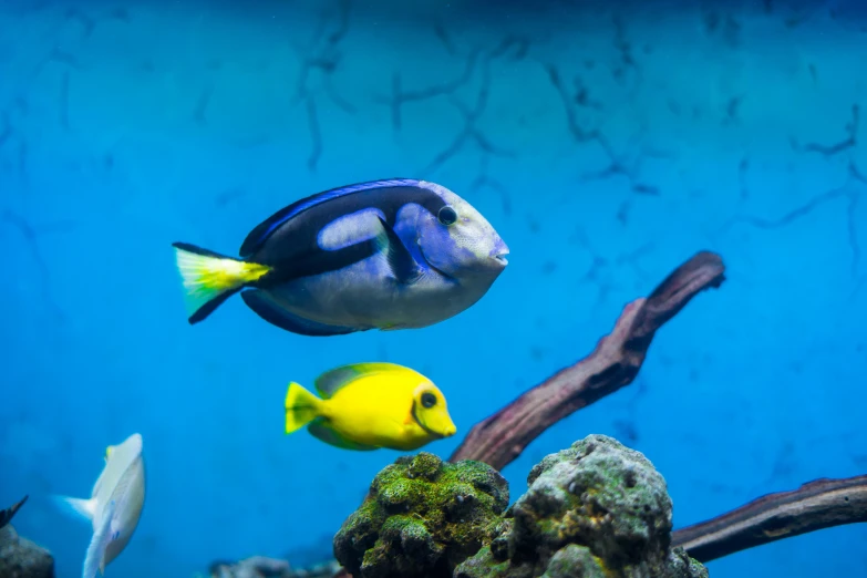 a couple of fish that are swimming in a tank, some yellow and blue, an ocean, biodiversity all round, slide show