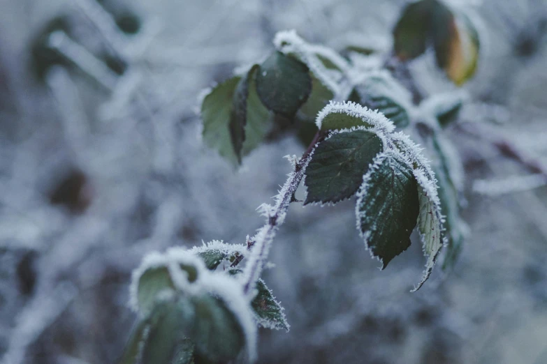 a close up of a plant with frost on it, trending on pexels, snowy trees, paul barson, microchip leaves, background image