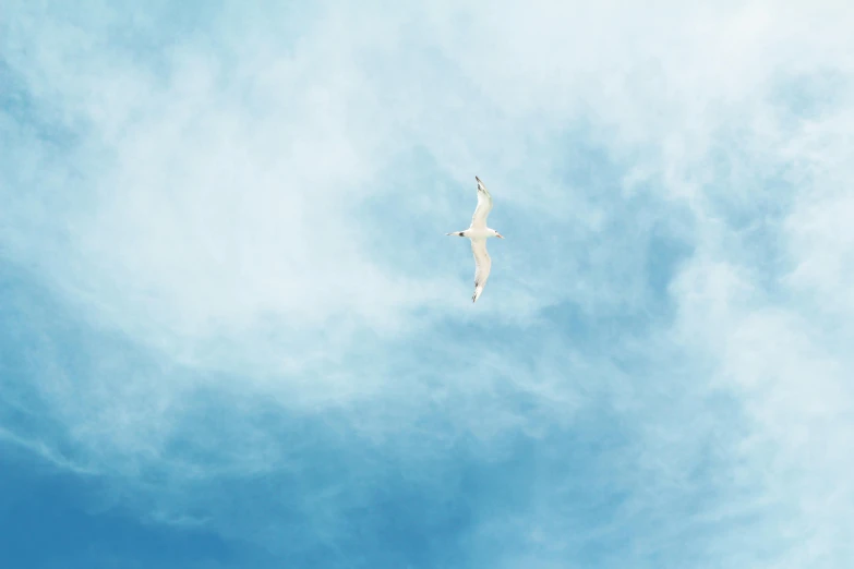 a white bird flying through a cloudy blue sky, pexels contest winner, minimalism, fine art print, ignant, concert, birdeye