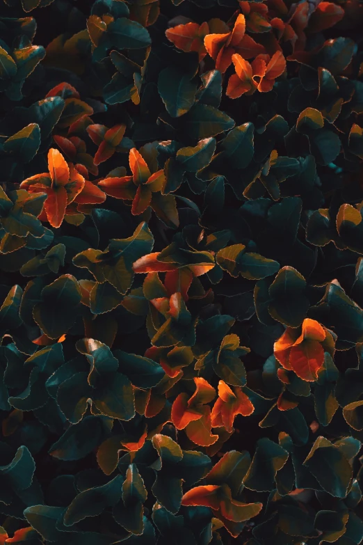 a bunch of orange flowers sitting on top of a lush green field, a microscopic photo, by Adam Marczyński, unsplash contest winner, generative art, dark flower pattern wallpaper, ivy, glowing leaves, alessio albi