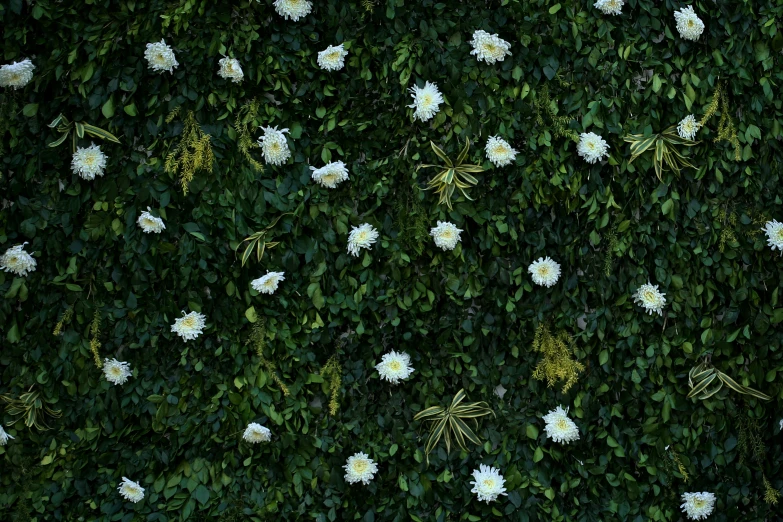a bunch of white flowers sitting on top of a lush green wall, a digital rendering, by Carey Morris, pexels, made of flowers and leaves, perfectly tileable, chrysanthemum eos-1d, entangled foliage