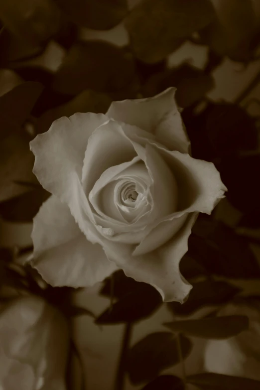 a black and white photo of a rose, inspired by Robert Mapplethorpe, tonalism, muted brown, today\'s featured photograph 4k, sepia, 4k photo”