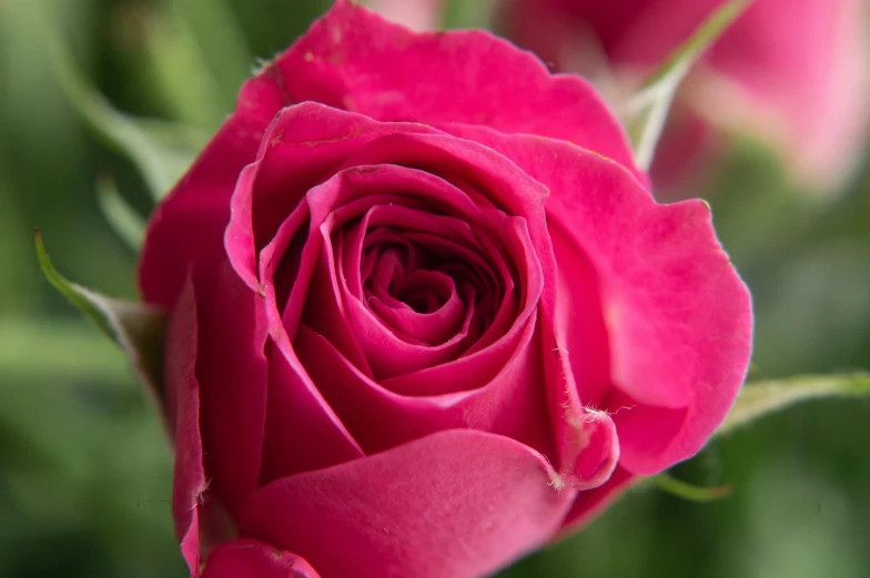 a close up of a pink rose with green leaves, by Julian Allen, unsplash, red and magenta flowers, detail shot, celebration, glazed