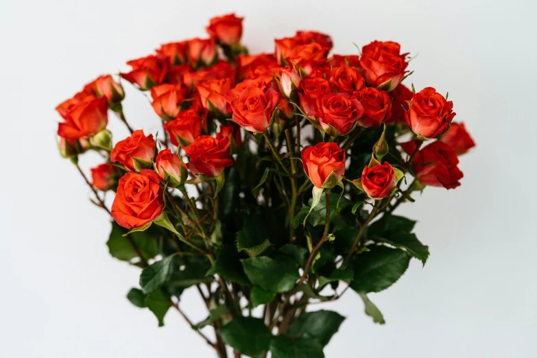 a bunch of red roses in a vase, by Carey Morris, pexels, orange fluffy spines, product view, angled shot, on grey background