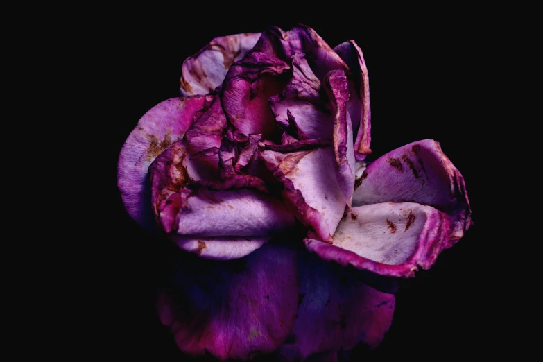 a purple flower sitting on top of a black surface, an album cover, rotting skin, rose tones, mat collishaw, ((purple))