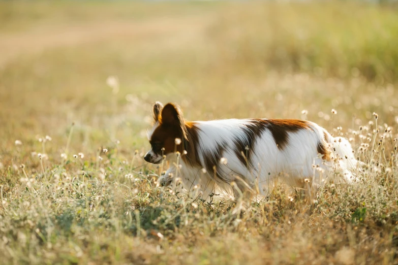 a brown and white dog standing on top of a grass covered field, slide show, golden hour photo, fan favorite, ermine