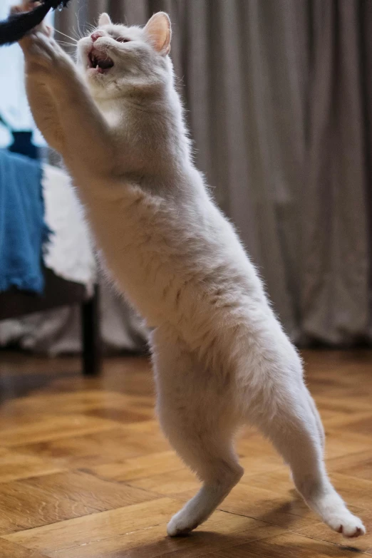 a white cat playing with a toy on the floor, by Muggur, unsplash, arabesque, doing a backflip, standing on two legs, gif, low - angle shot from behind