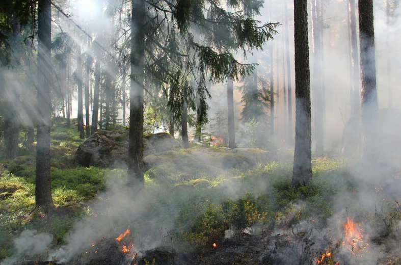 a forest fire in the middle of a forest, by Jaakko Mattila, hurufiyya, fan favorite, smoky laboratory, hot summertime, torches in ground