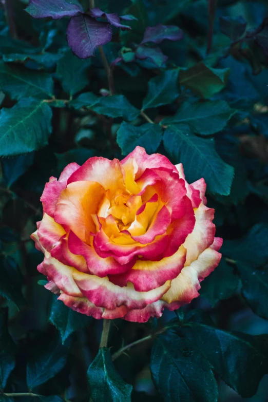 a pink and yellow rose surrounded by green leaves, unsplash, color image, trending photo, 2 5 mm portra